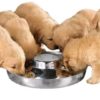 Stainless Puppy Weaning Bowl