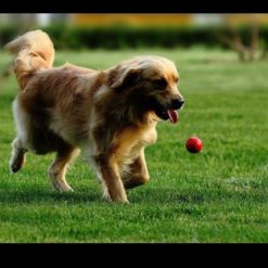 Natural Rubber Toy Ball