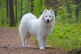 A samoyed posing in the front of camera
