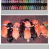 Puppy collar