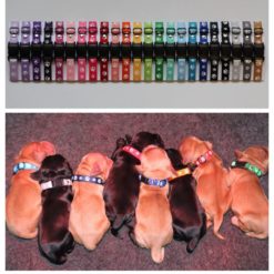 Puppy collar