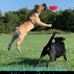 Flexible Dog Flying Disc(Frisbee)