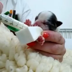 Nursing Sponge Wedge Feeding Kit